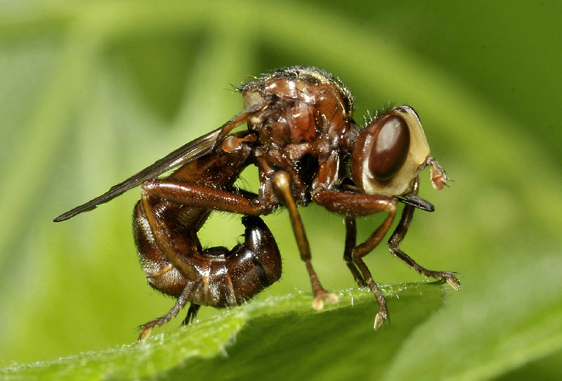 Conopidae: Sicus ferrugineus?  S !